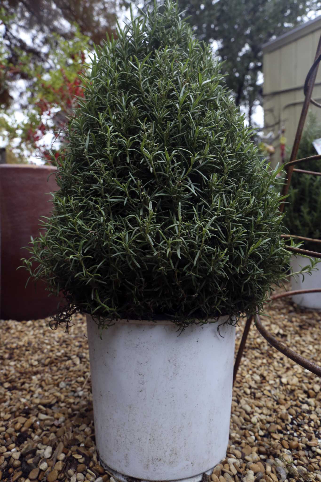 Calvin Finch Living Christmas Trees Expressnews