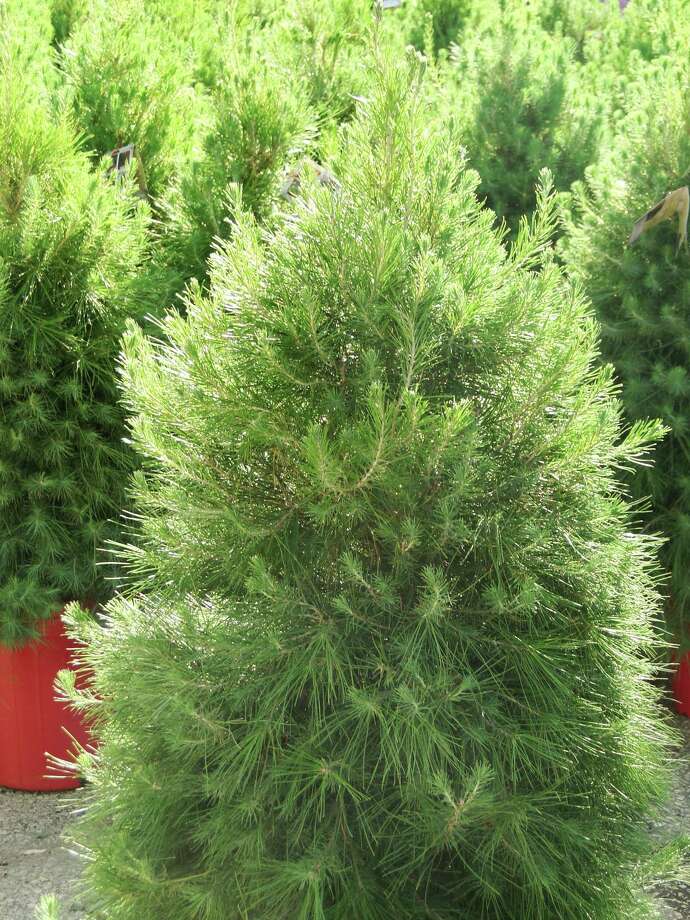 these trees are great for christmas then your garden san these trees are great for christmas then your garden san