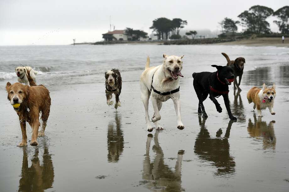 Must love dogs: Is this viral SF Craigslist ad for real ...