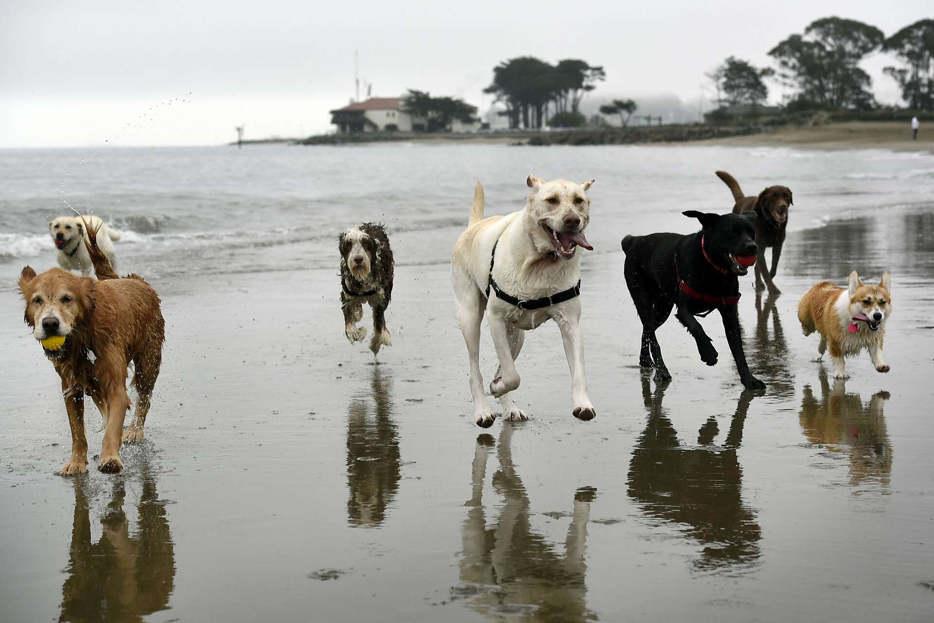 Must love dogs: Is this viral SF Craigslist ad for real?