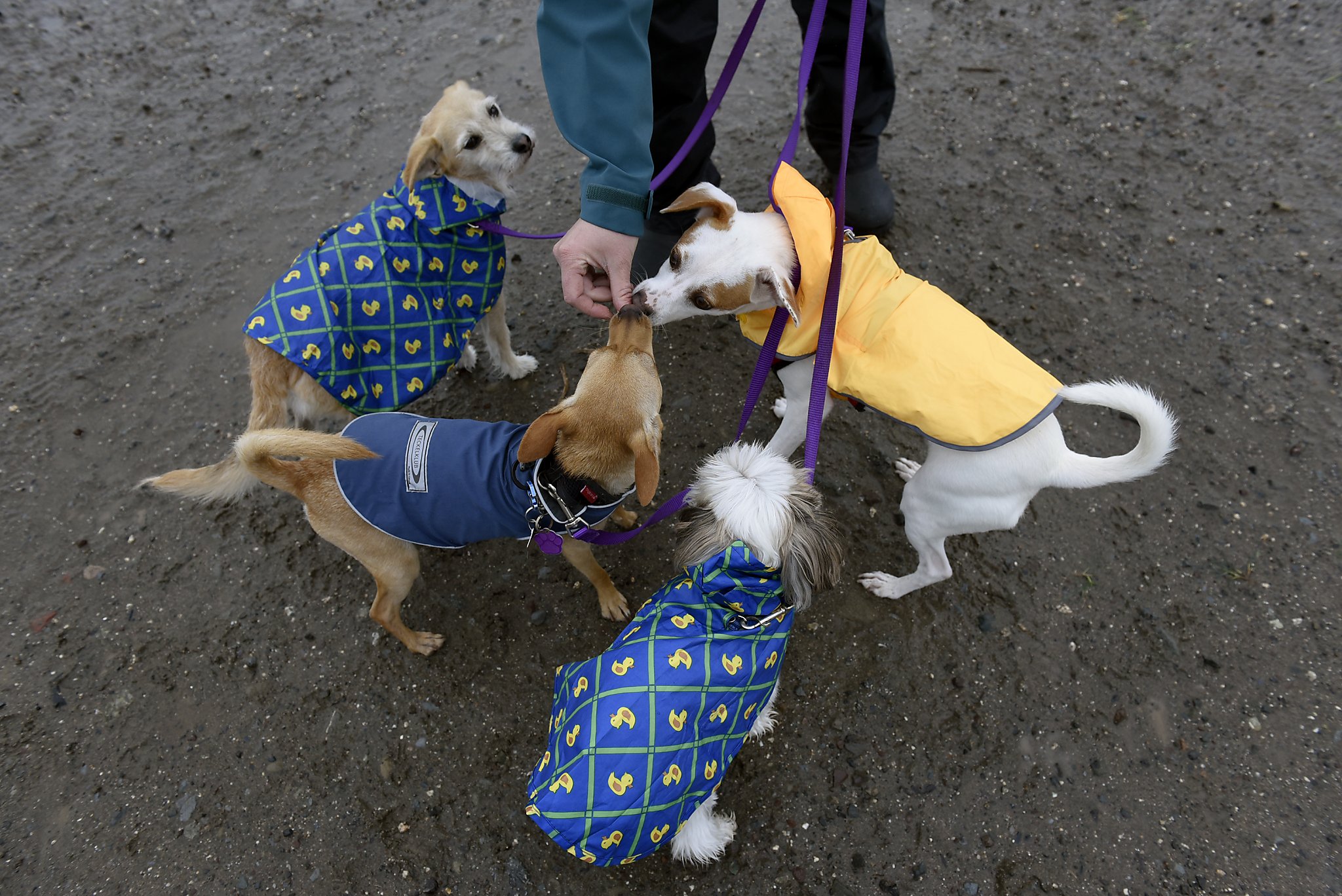 dog-poop-protest-for-sf-right-wing-rally-site-is-thwarted