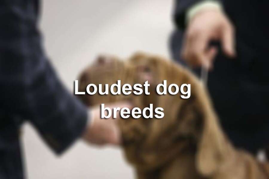 25 Loudest Dog Breeds Houstonchroniclecom