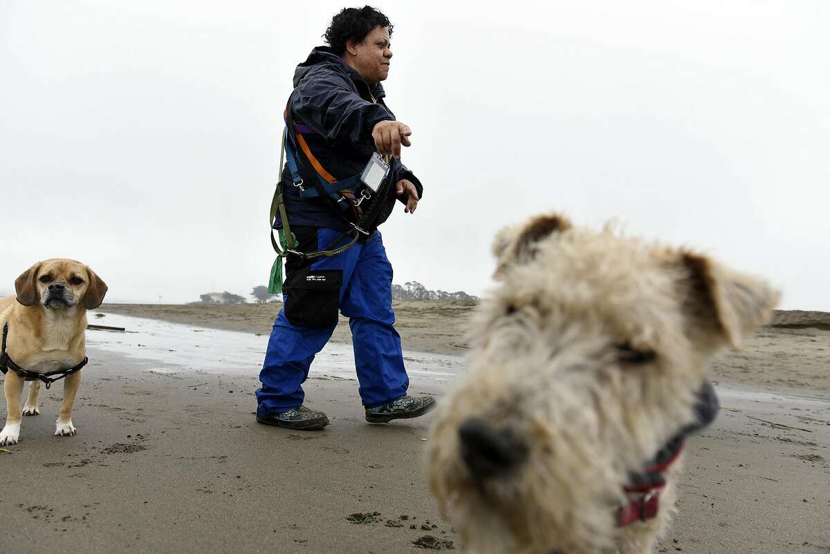 Professional dog walker Angela Gardner who works under the company name "All About Paws", walks a group of dogs on on a section of East Beach that will be totally off limits for dogs when new Golden Gate National Recreation Area dog management plans go into effect next year, at Crissy Field in San Francisco, CA, on Thursday, December 8, 2016. Among the proposed changes are that 2.8 miles of the recreation area’s beaches will be open to dogs, compared with 7.2 miles at present.