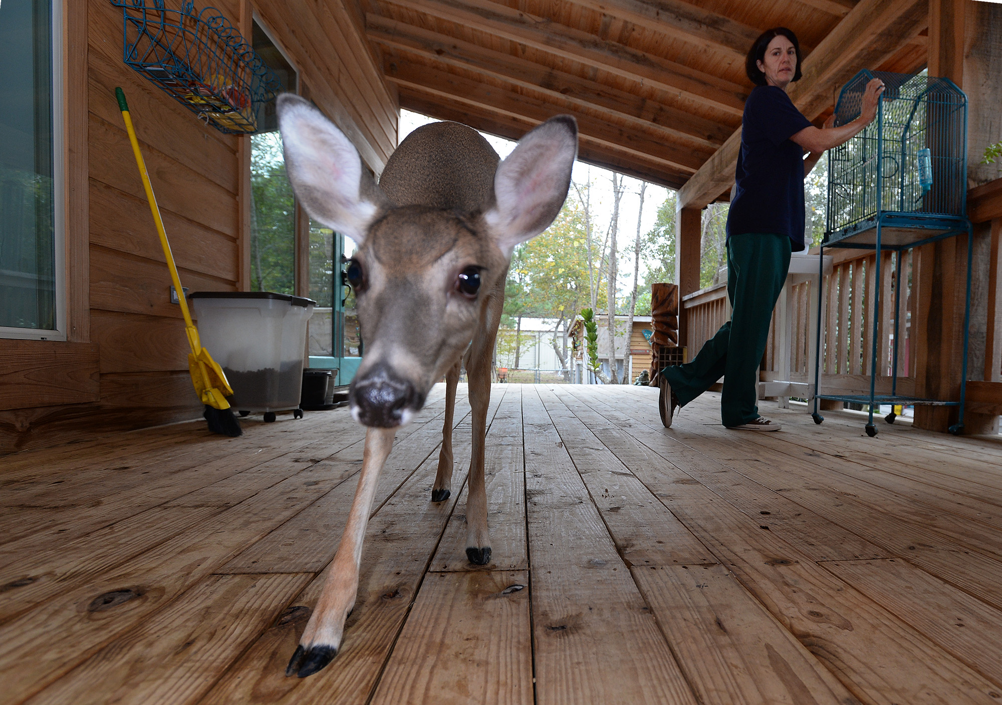 silsbee-wildlife-rehabilitator-to-be-featured-on-lone-star-law