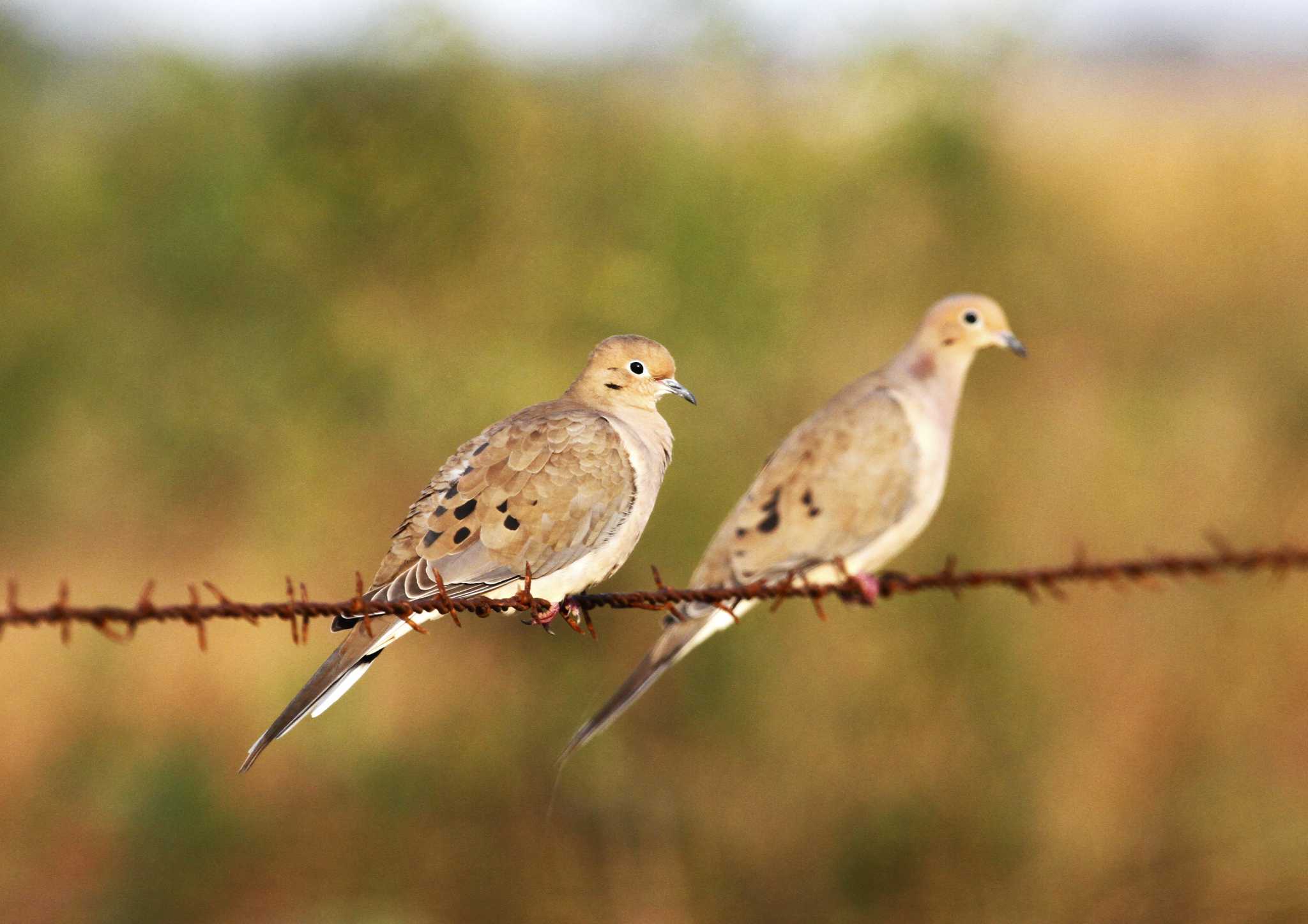 Winter dove season is worth warming up to