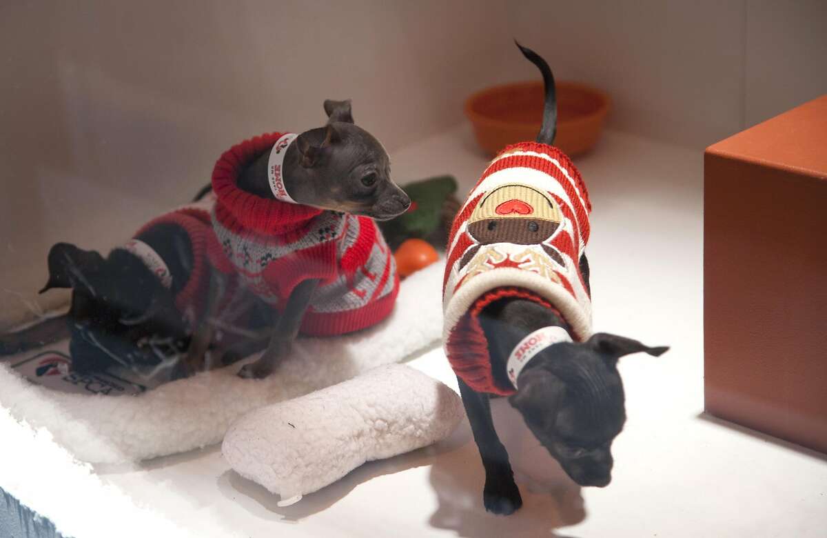 FILE-- Three-month-old puppies are seen at the Macy's display windows, Friday, Nov. 20, 2015, in San Francisco. 