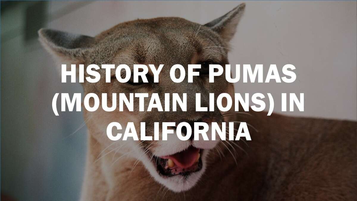 Click forward to learn about the history of mountain lions in California. 