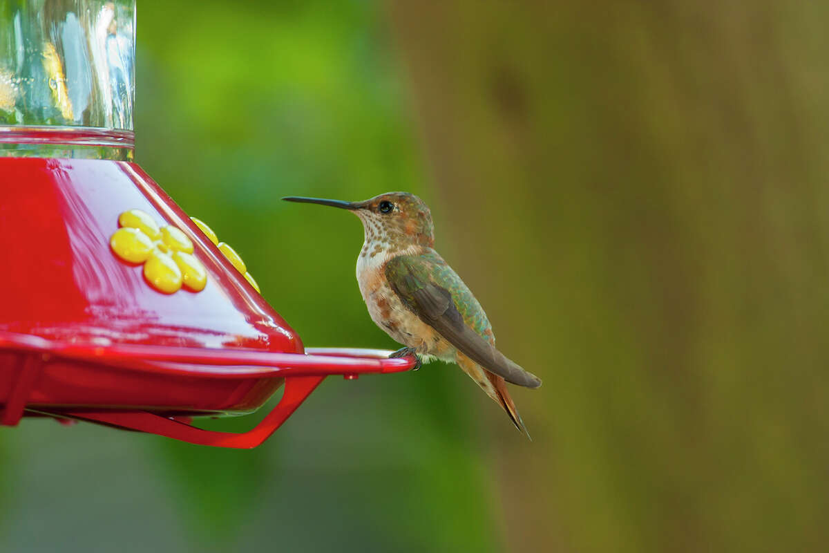 A rufous hummingbird is nature's delicate Christmas ornament