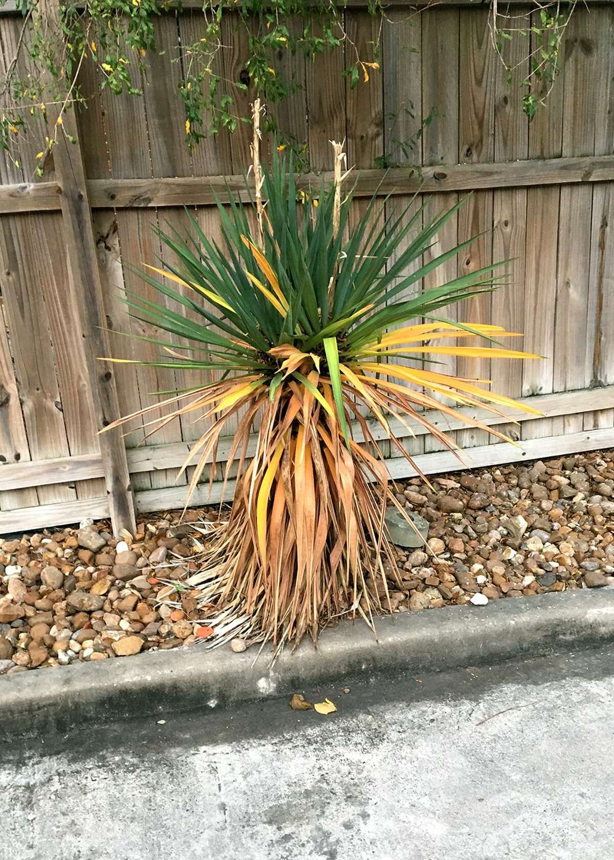 Neil Sperry What is causing yuccas to decline?