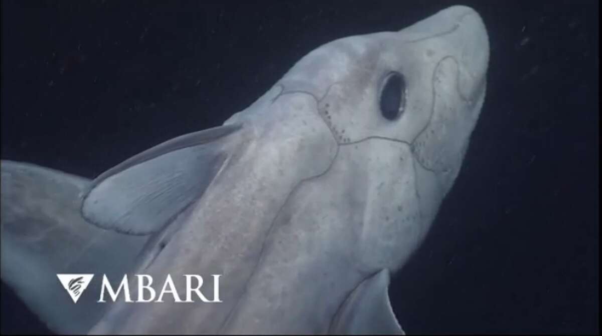 are ghost sharks dangerous
