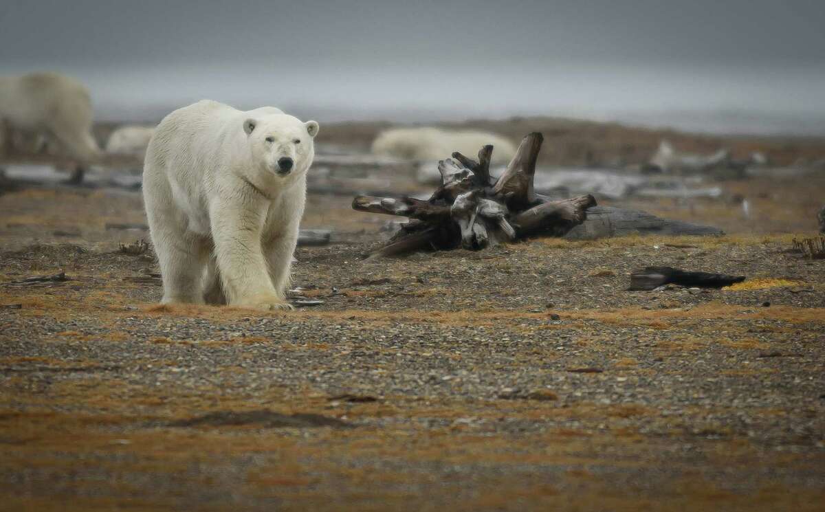 Polar bear walking on land in the Arctic National Wildlife Refuge. While polar bears spend much of their life on the sea ice, many congregate during the ice-free period between August and October on the northern slope of Alaska.