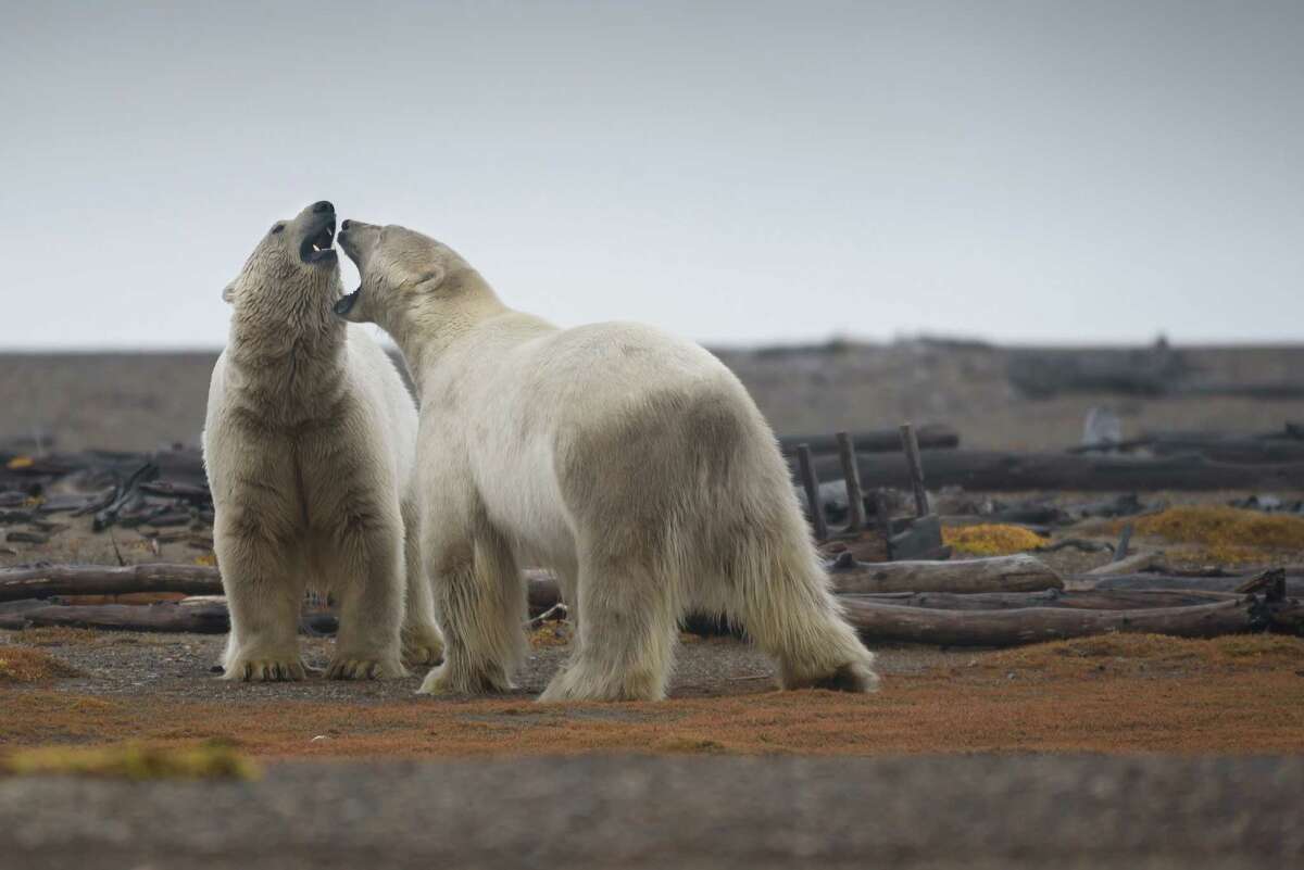 Two polar bears engaged in play fighting in the Arctic National Wildlife Refuge in Alaska. Ritualized play fighting occurs between sub adult males to refine their hunting skills.