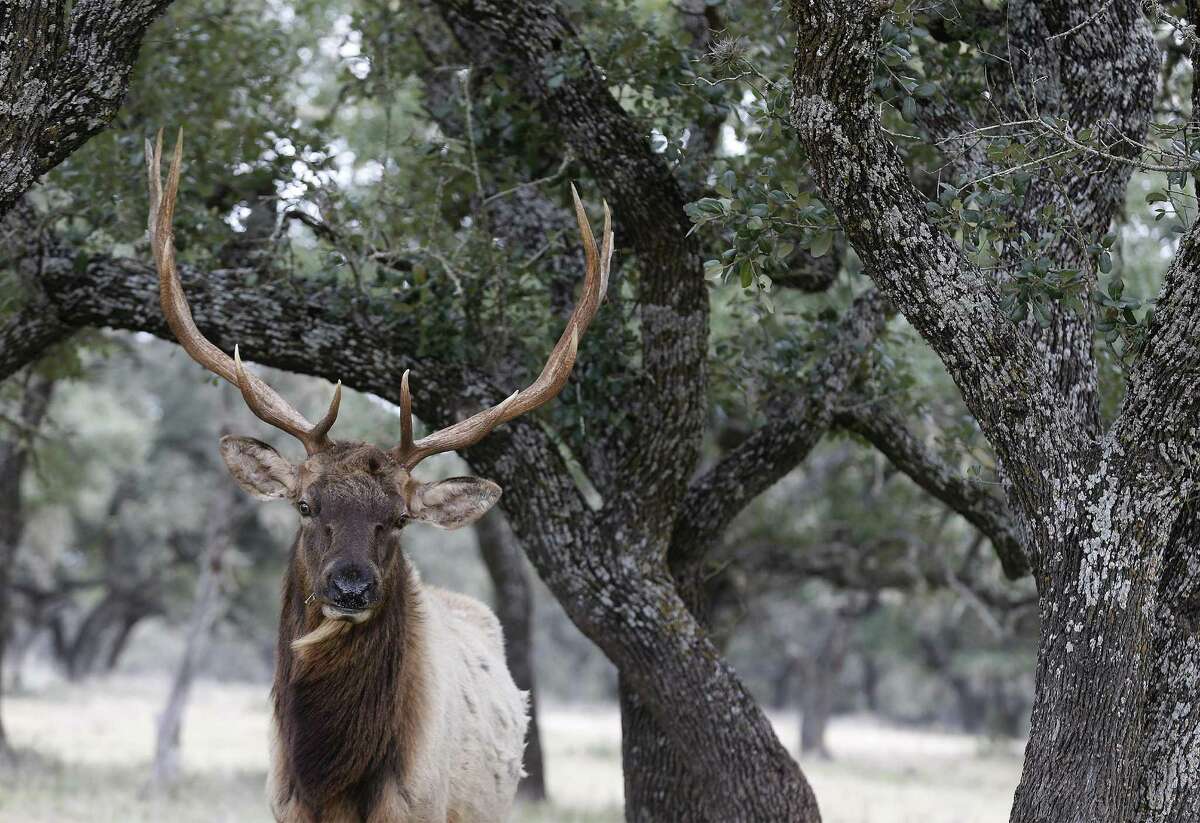 An elk braves the cold weather at White Cross ranch on Thursday, Dec. 8, 2016. The economic downturn in the Eagle Ford has a rippling effect in other businesses including hunting in the Hill Country. For operators like Aaron Bulkley who owns Texas Hunt Lodge in Ingram whose business comprises of catering to premium hunting of native and exotic game, the fallout meant having to lower his rates. The prices for the hunts start around $1,000 and depending on the animal can reach 10 times that. As Bulkley prepares for the peak of hunting season in the fall and winter, he believes he can weather the downturn by providing quality hunts and exceptional service at his lodge for guests. (Kin Man Hui/San Antonio Express-News)
