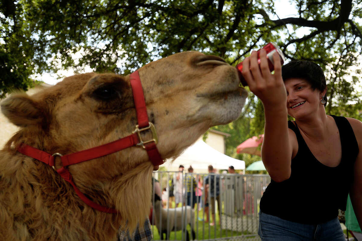 Kate Bommer feeds a can of soda to Larry the camel at the St. Michael Mediterranean Festival on Saturday. Photo taken Saturday 5/7/16 Ryan Pelham/The Enterprise