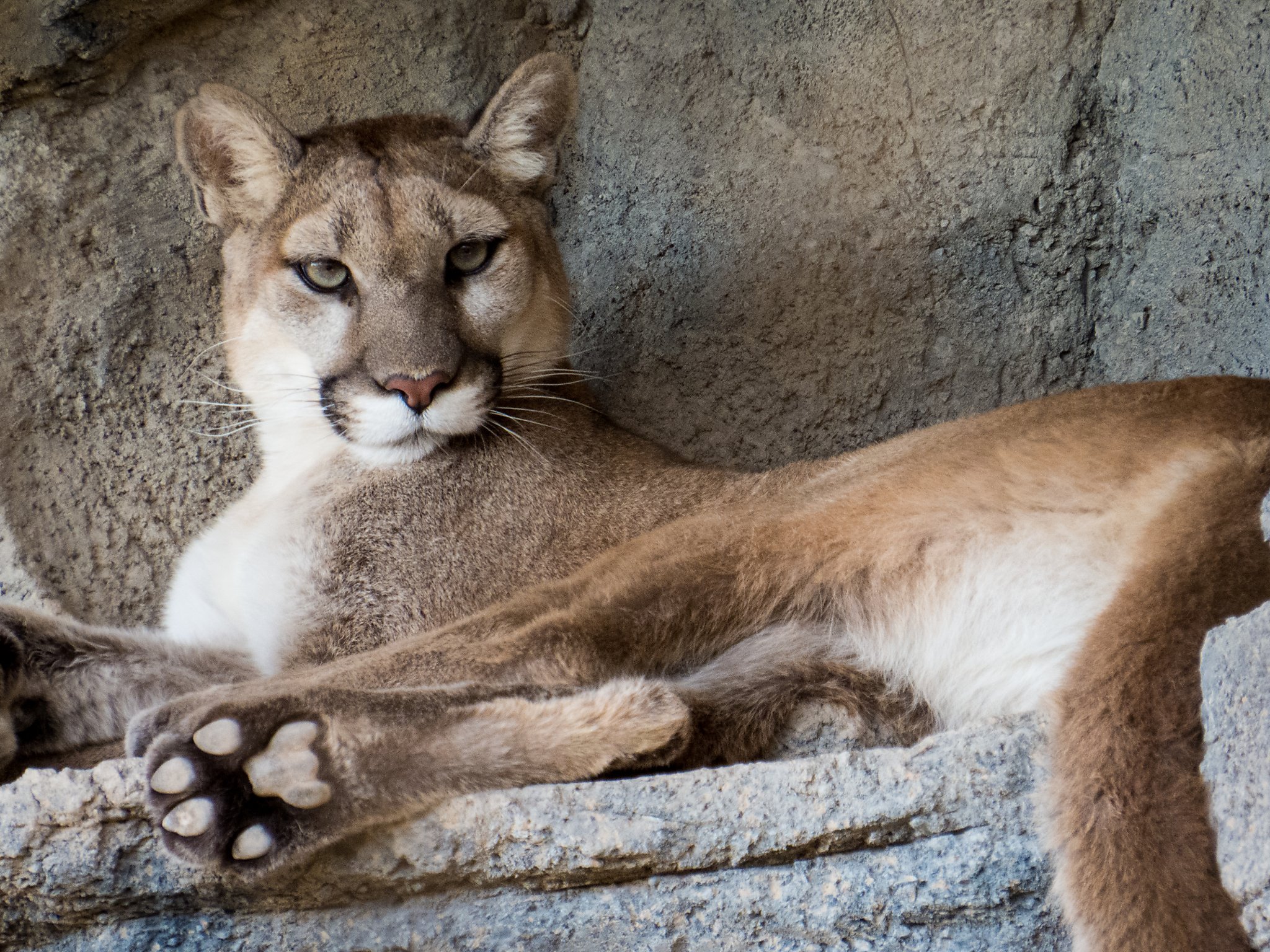 are-mountain-lions-a-threat-to-bay-area-hikers