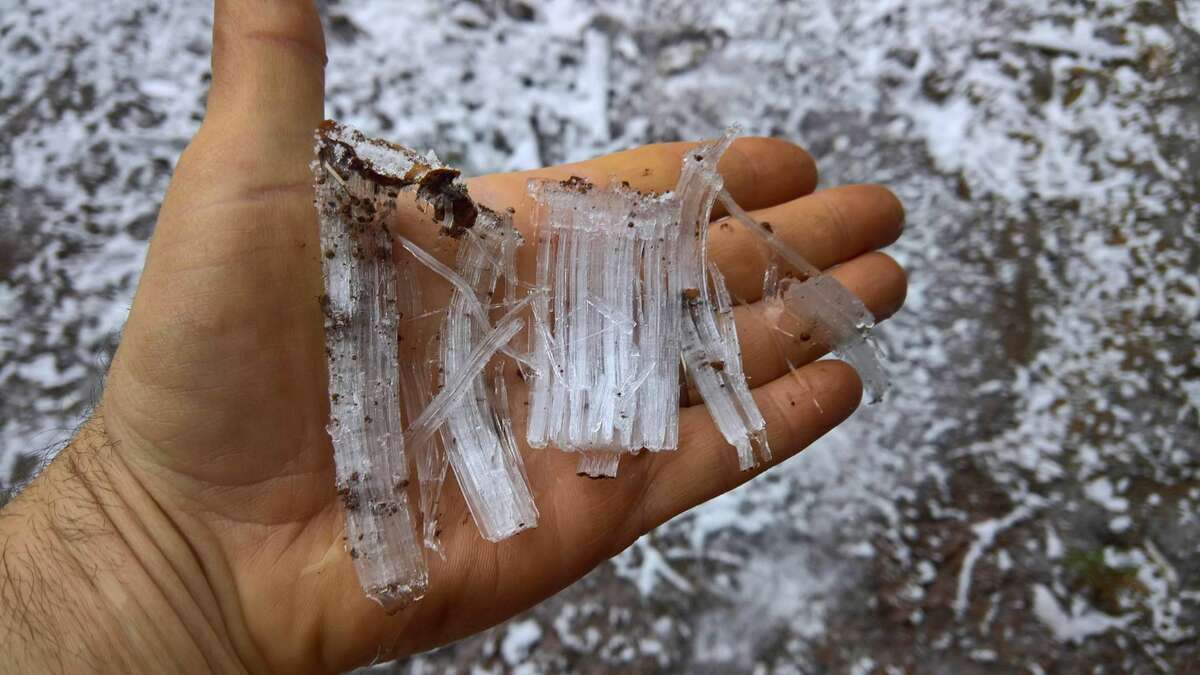 Cold weather causes needle ice to grow out of ground in Sierra foothills