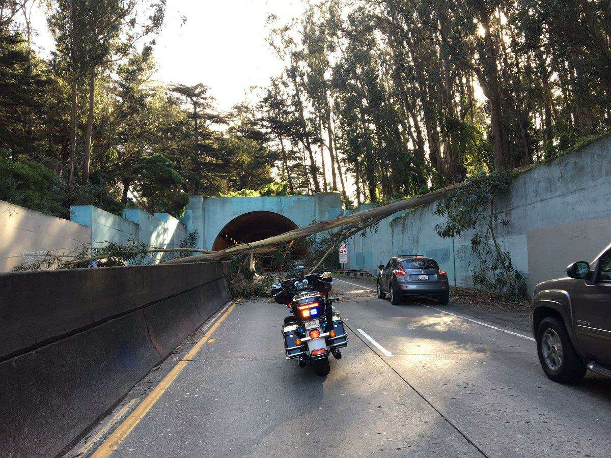 A tree fell across the Park Presidio near MacArthur Tunnel in San Francisco Monday causing a gridlock during the afternoon rush hour.