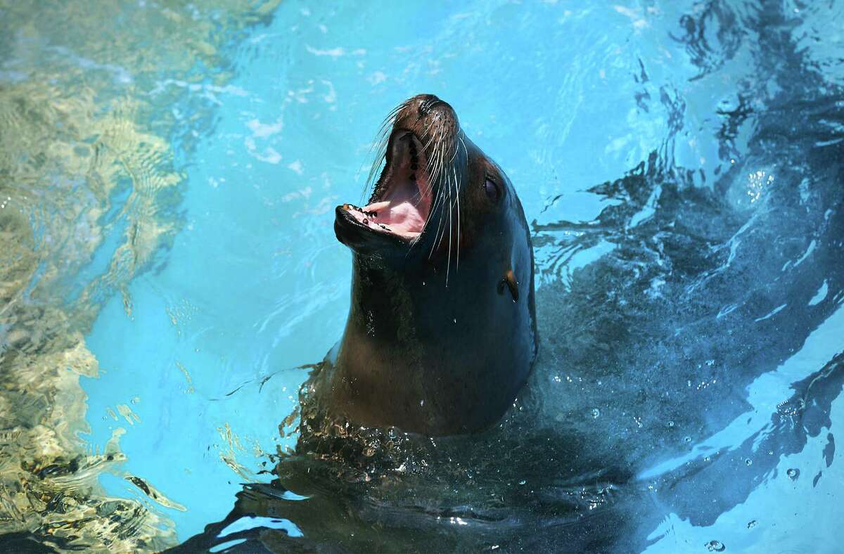 SeaWorld expands partnership with Texas animal rescue group ahead of ...