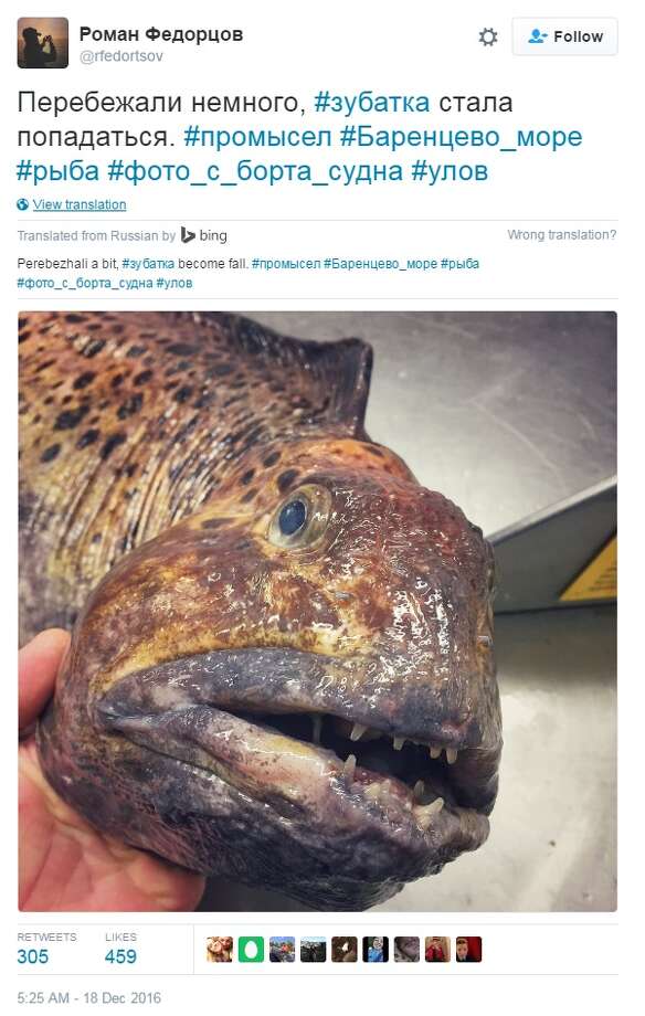 These Russian fish look like something straight out of science fiction