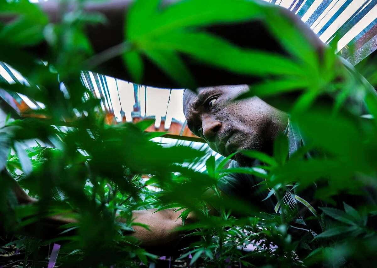 Vegetative specialist Lavorisa McGary tends to marijuana plants at ButterBrand farms in San Francisco, California, on Friday, Oct. 28, 2016.