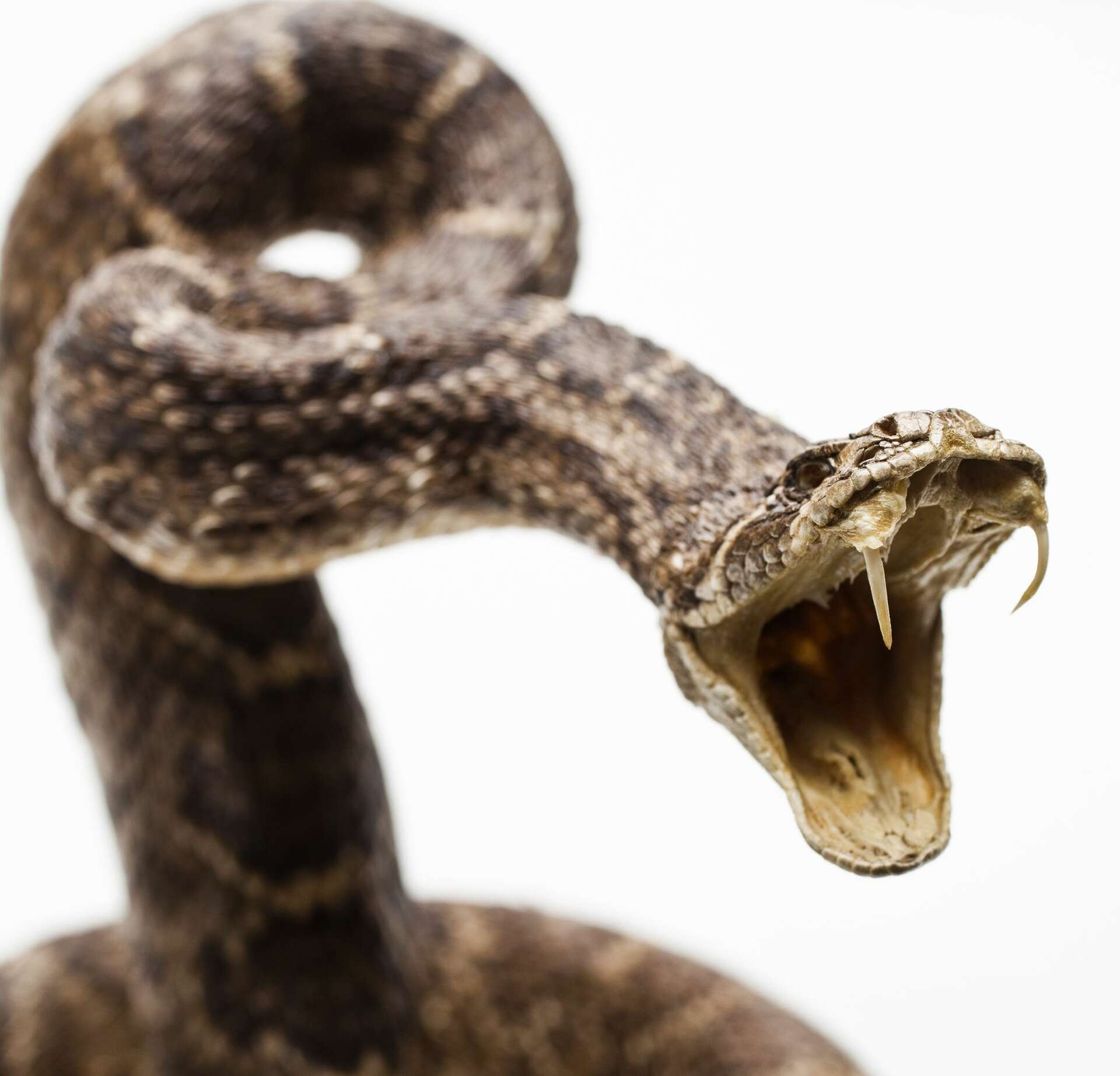 It's snakebite season. Here's what you should know.