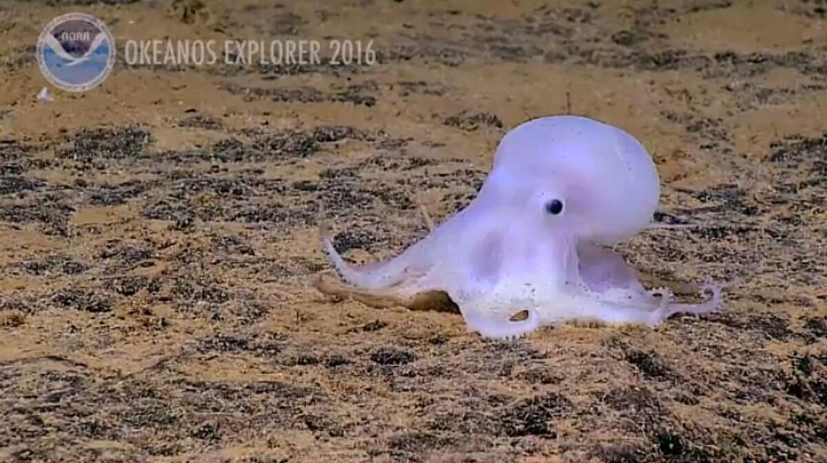 Adorable 'casper octopus' is threatened by deep sea mining