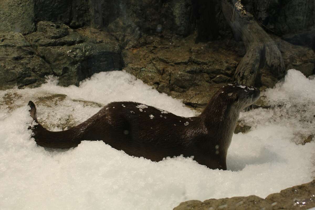 Watch these river otters get surprised with snow at SF aquarium