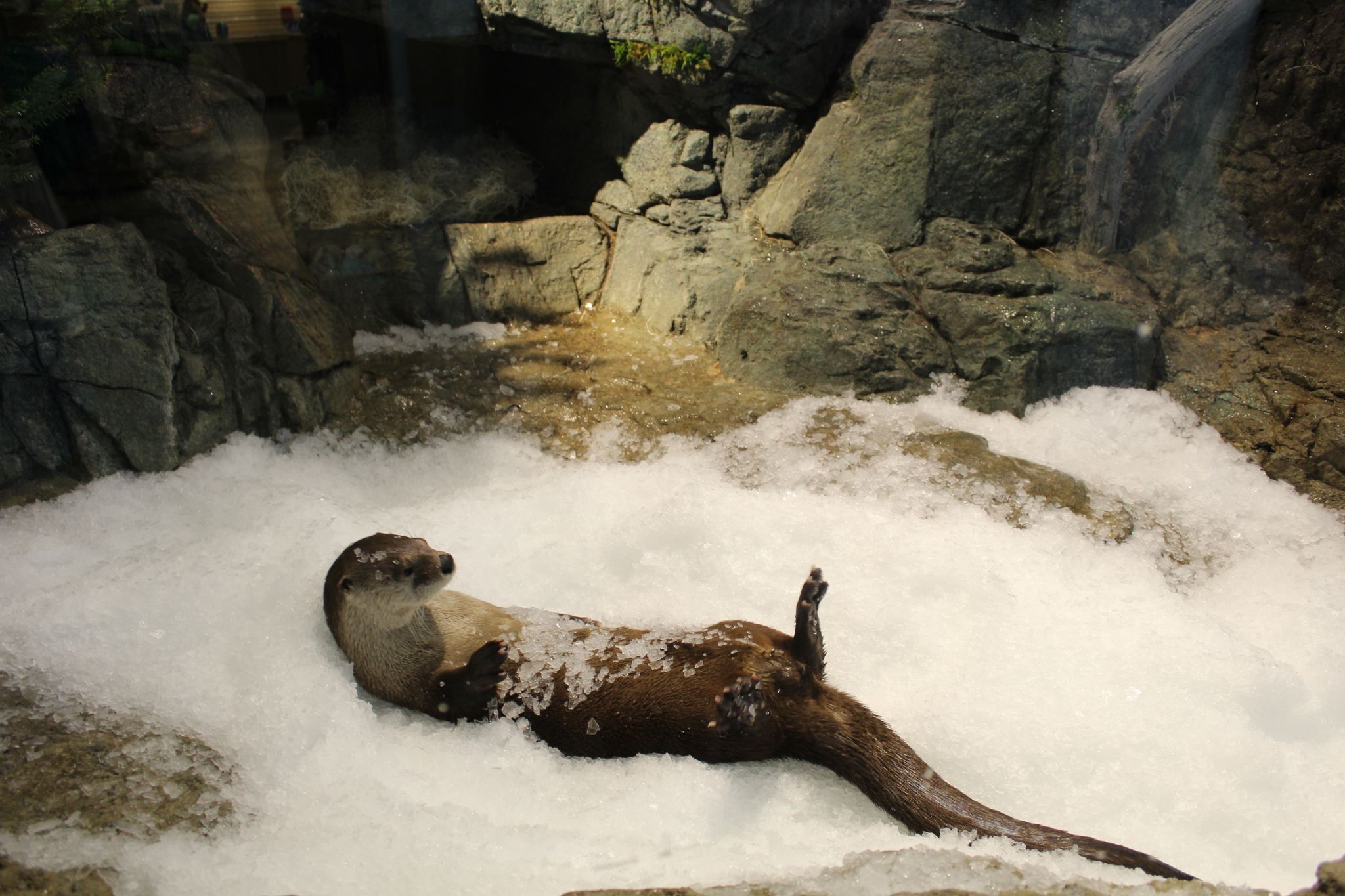 Watch these river otters get surprised with snow at SF aquarium - RawImage