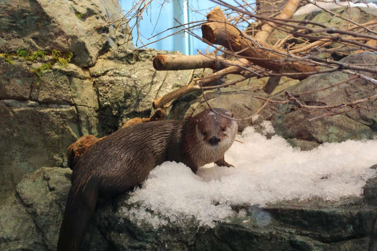 Watch these river otters get surprised with snow at SF aquarium