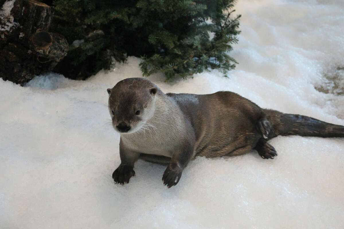 Watch these river otters get surprised with snow at SF aquarium