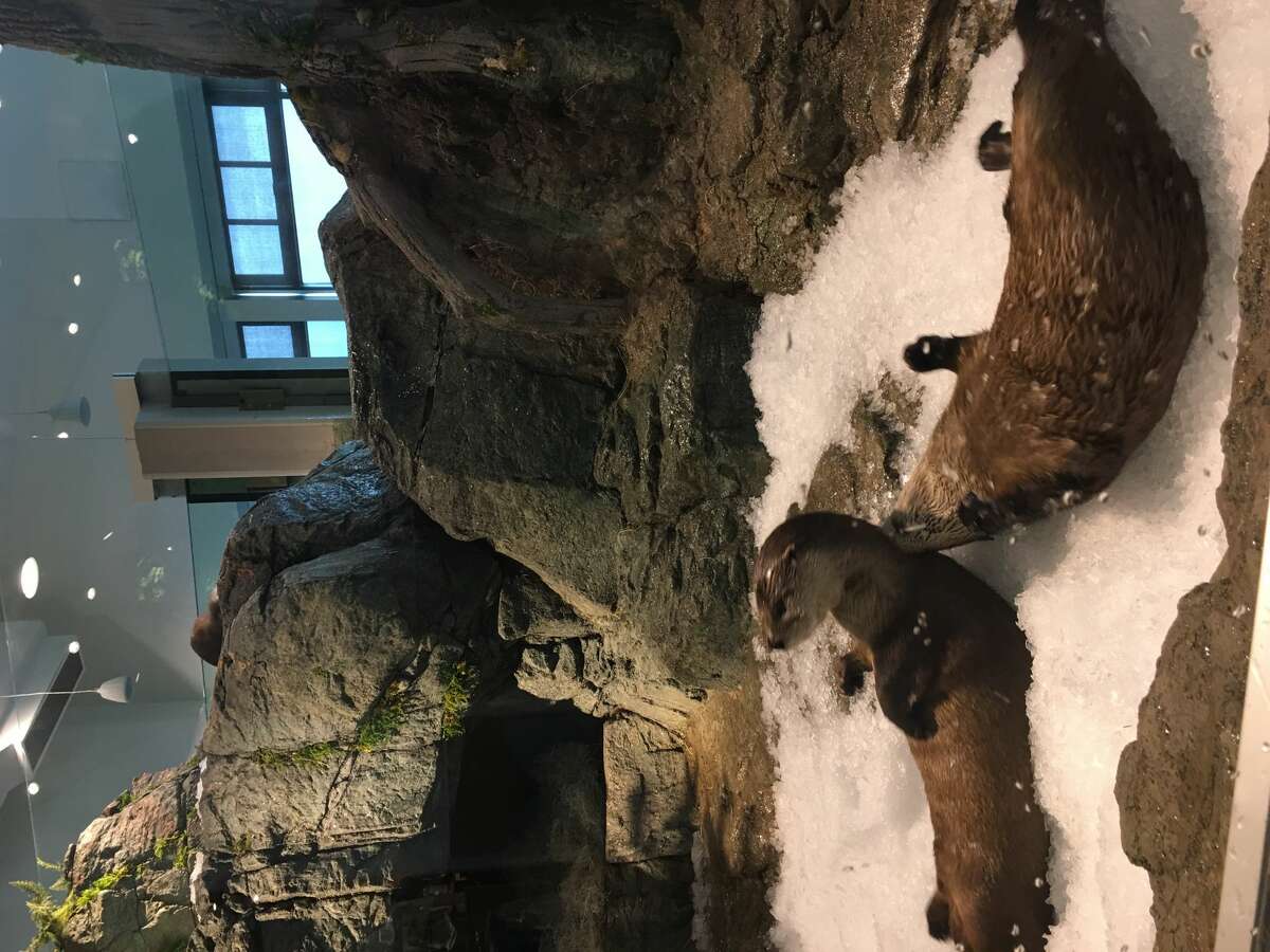 Watch these river otters get surprised with snow at SF aquarium