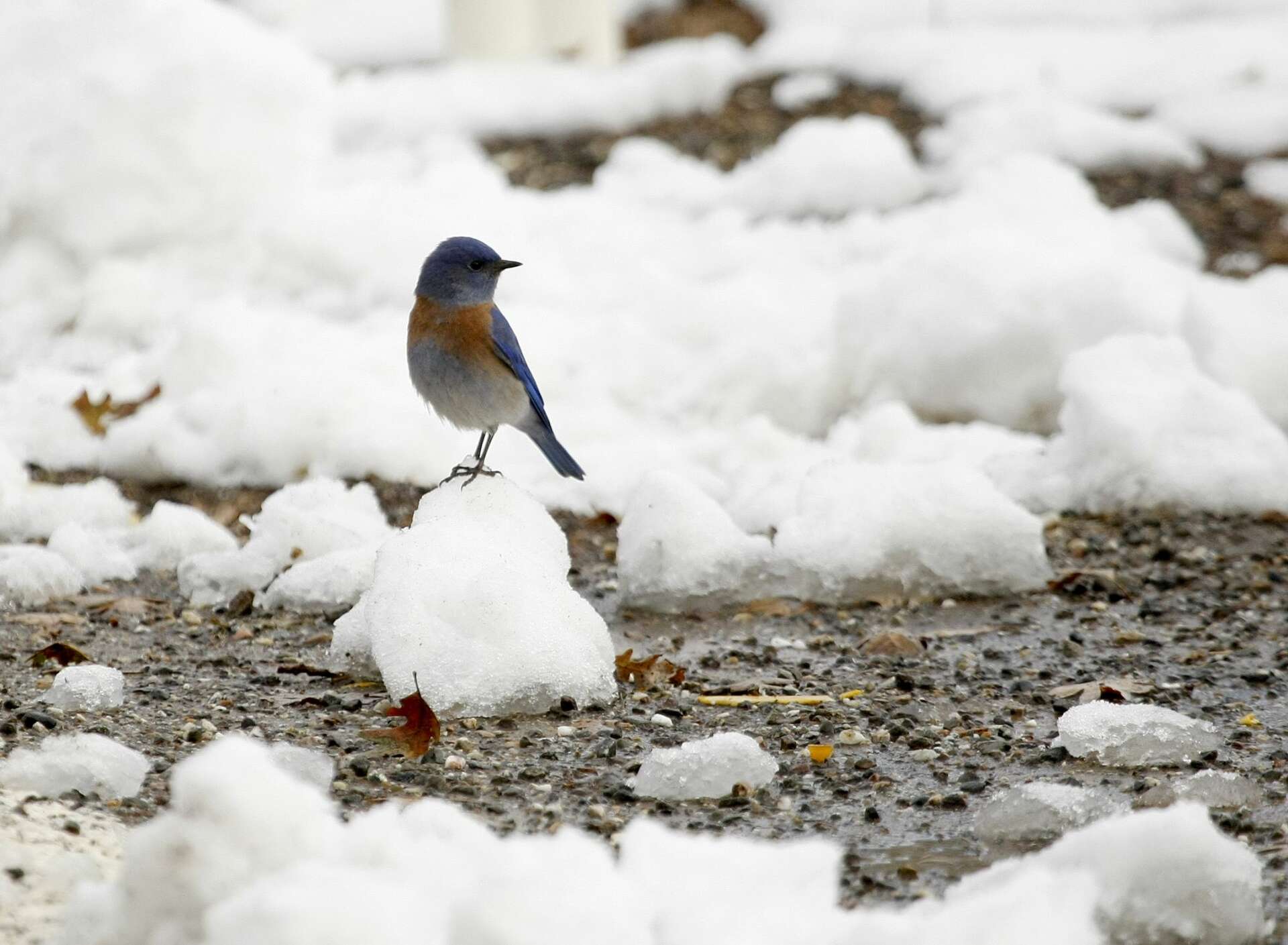 There is a tiny, magical chance the Bay Area might get snow on Christmas Eve