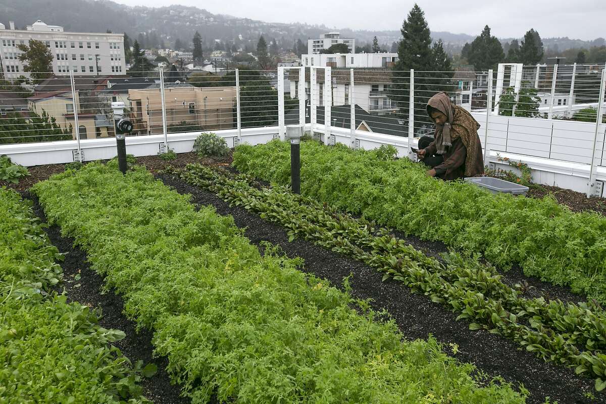Ryan Duncans, a farmer with Top Leaf Farms, at the rooftops of Garden Village, an apartment complex loctated at 2201 Dwight Way on Wednesday, Dec. 14, 2016 in Berkeley, Calif.