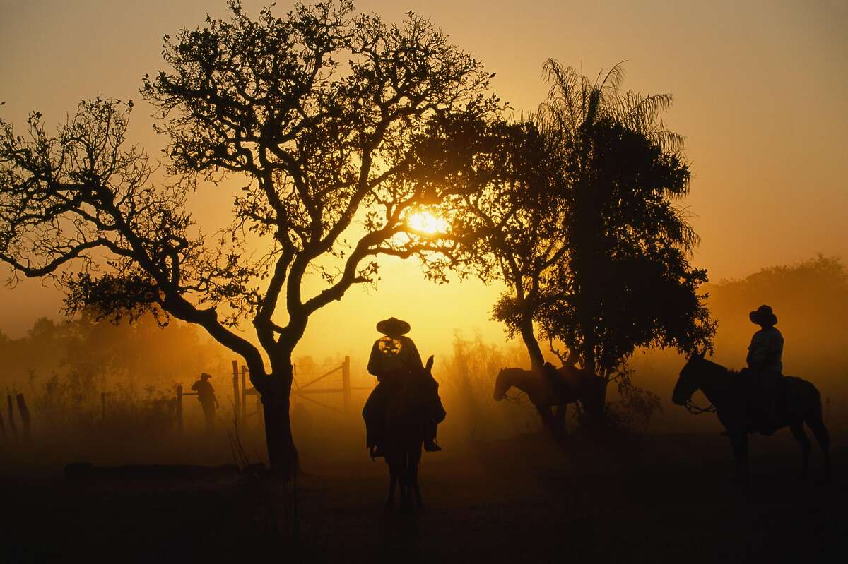 Pantaneiros (�cowboys�) herd cattle in the Pantanal in Brazil.