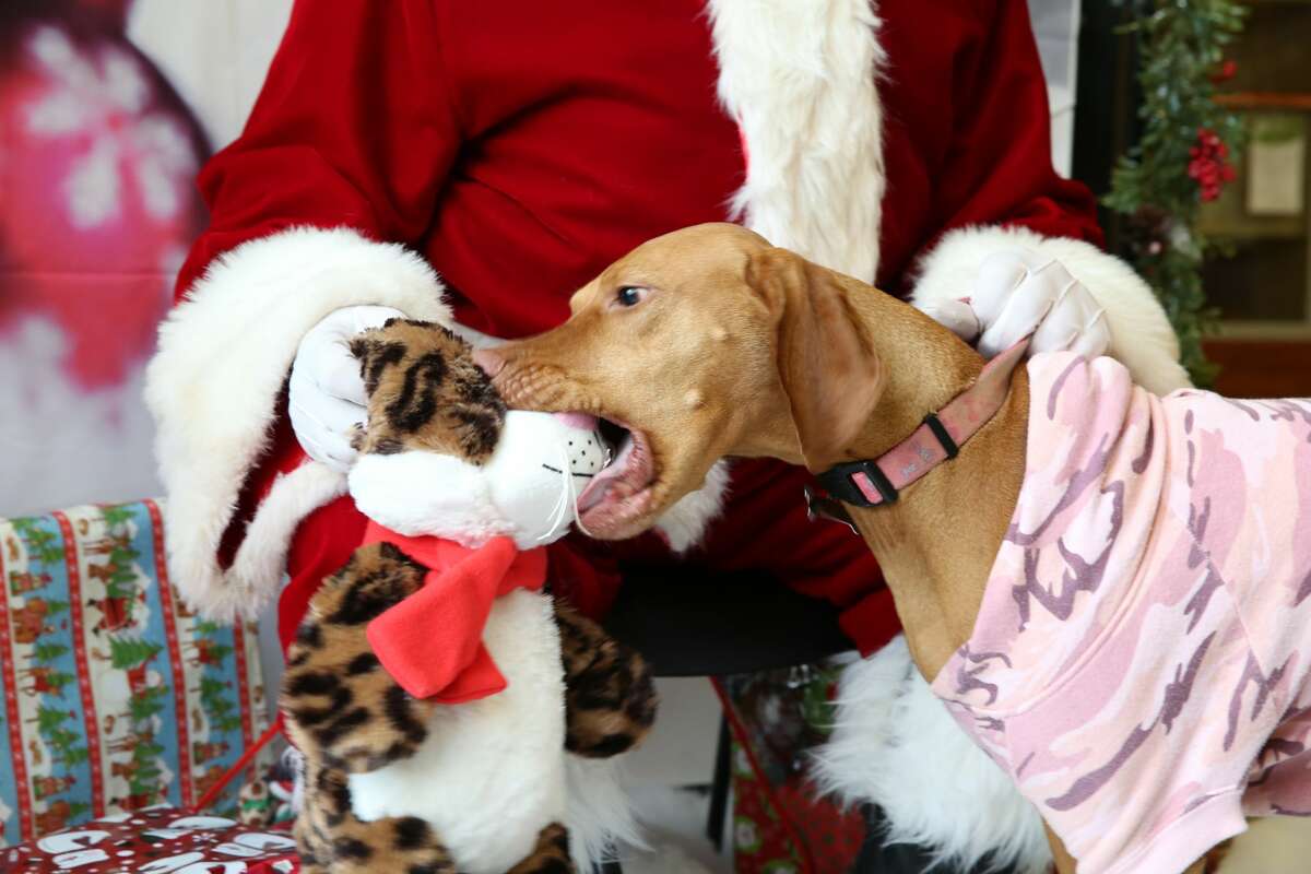 petsmart visit with santa