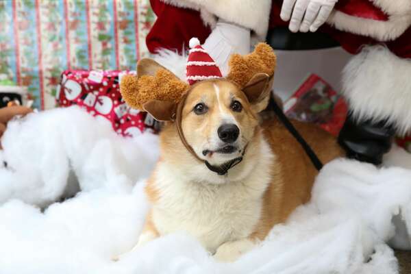 Petsmart Shares Its Hilarious Adorable Pet Photos With Santa