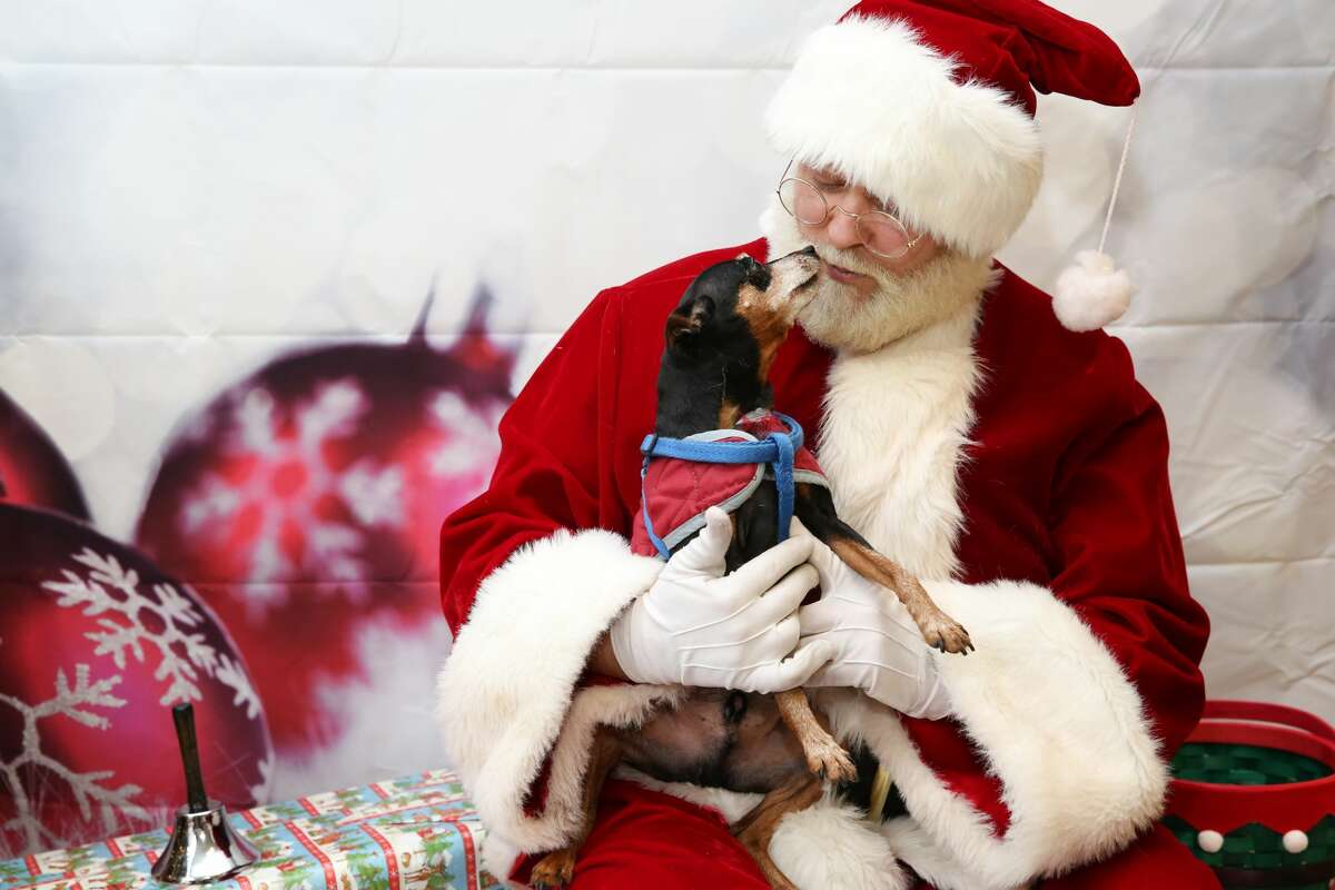 petsmart visit with santa