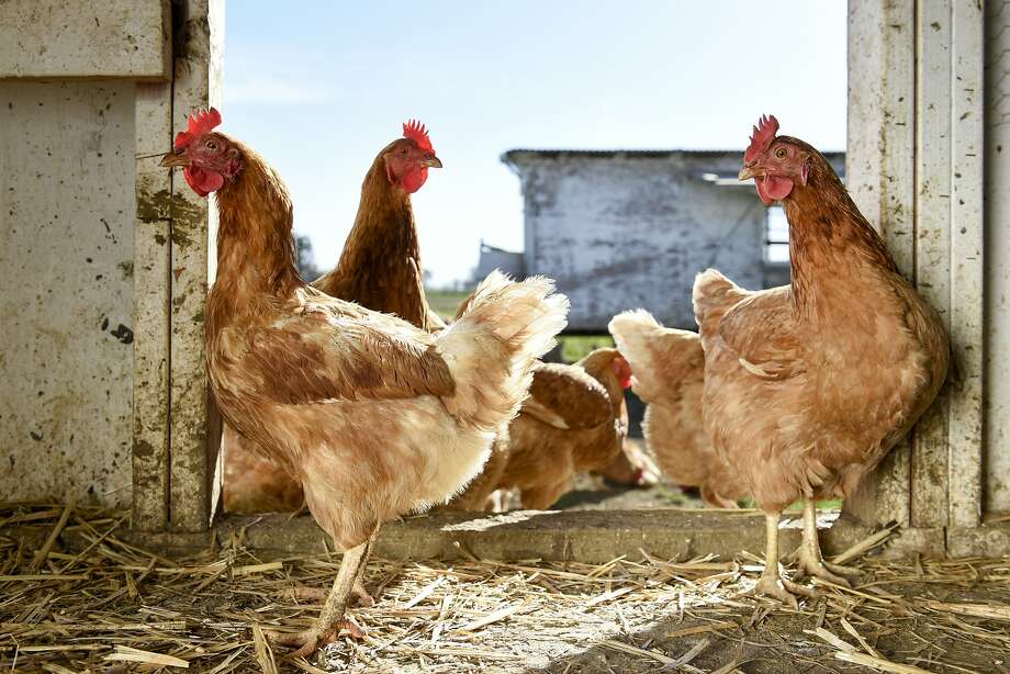 Bay Areas Pampered Backyard Chicken Trend Ripe For A Backlash Sfgate