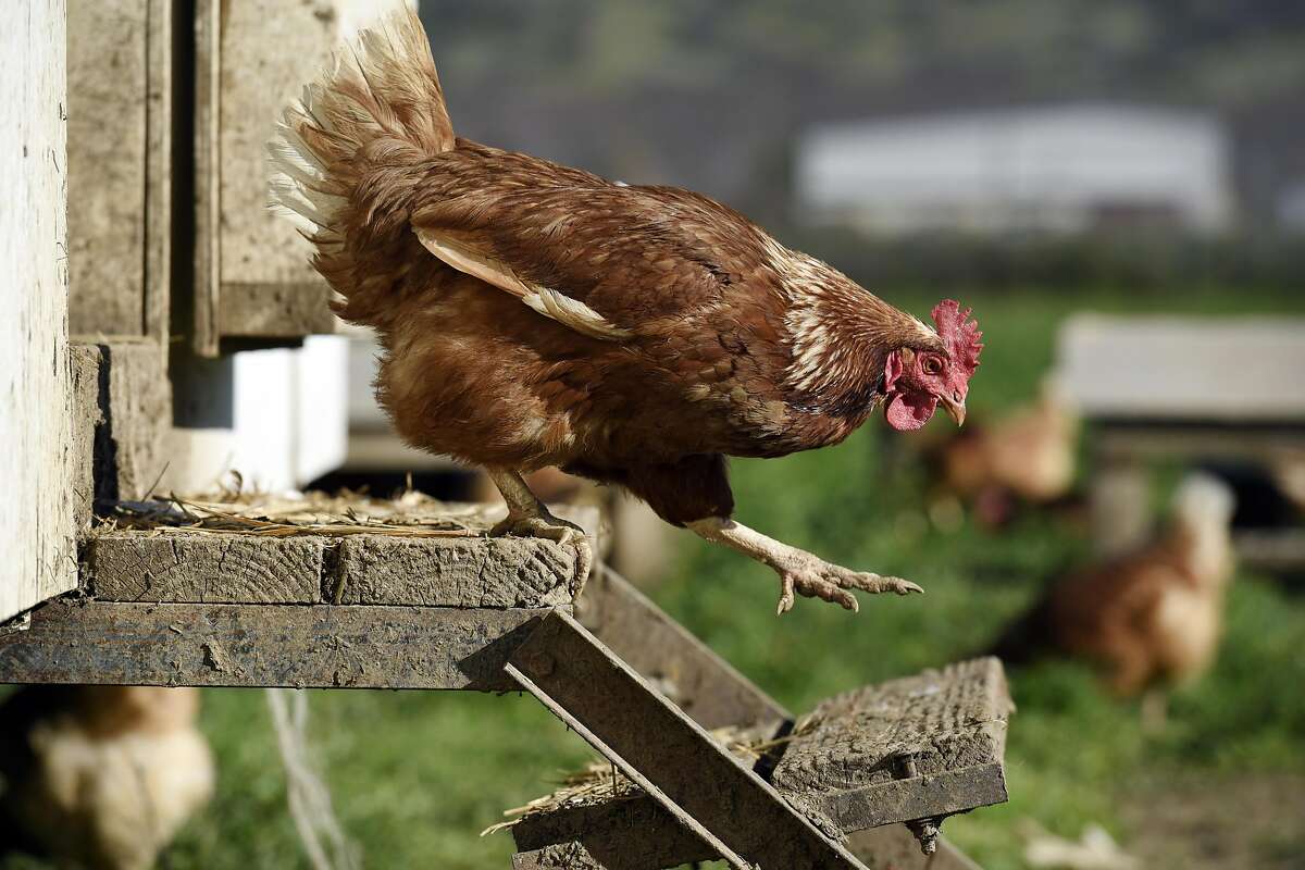 A Vega brown chicken walks down the steps of a chicken coop at Riverdog Farm in Guinda, CA, on Thursday, December 22, 2016.