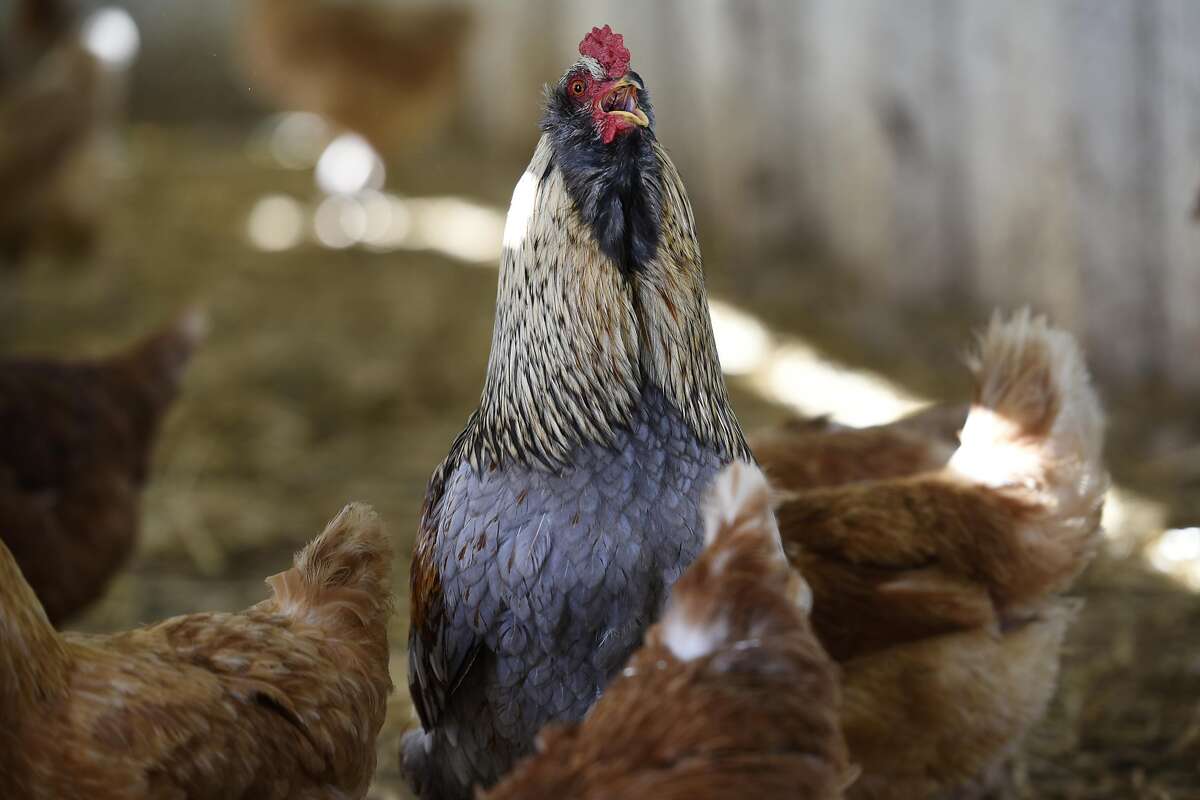 Riverdog Farm and the economics of exquisitely reared chickens