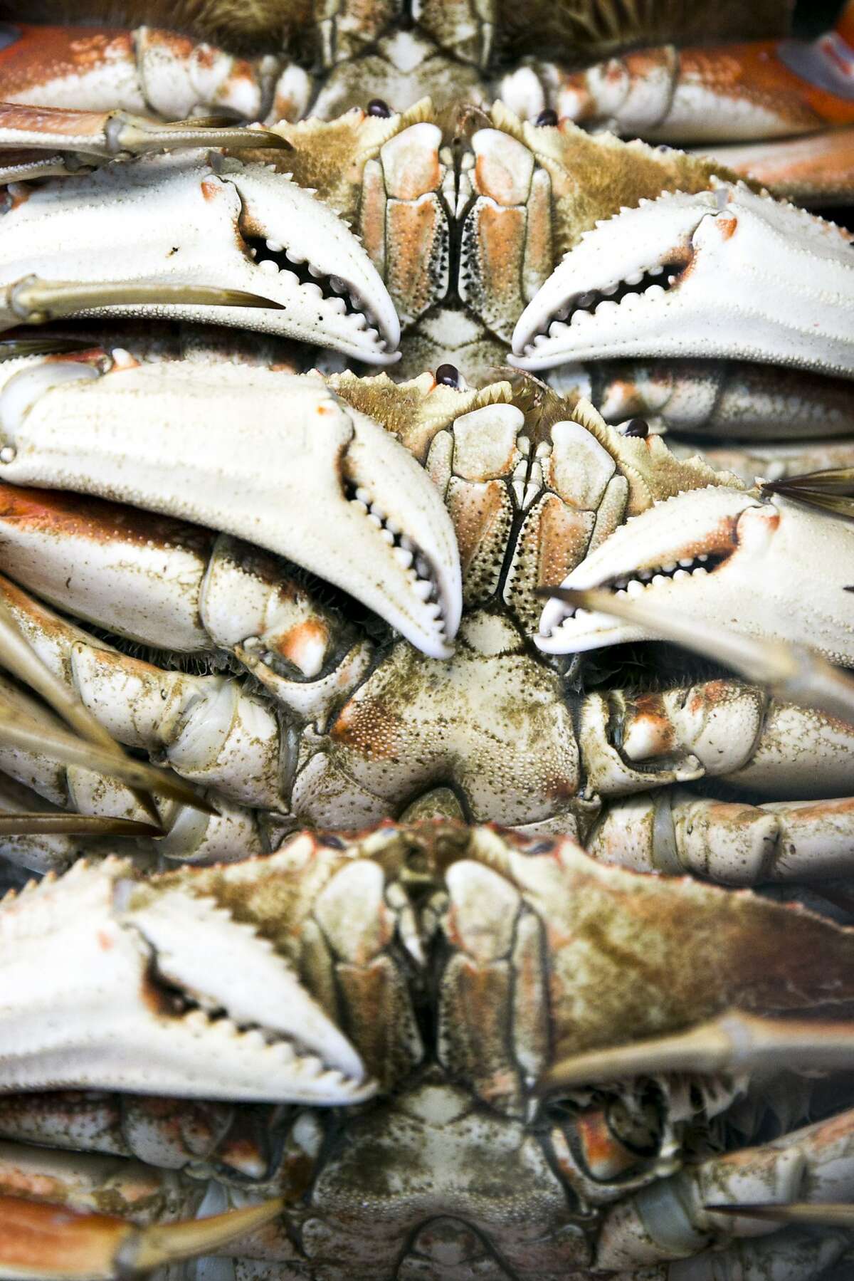 The last closed stretch of Dungeness crab commercial fishing grounds in Northern California will open on Monday, wildlife officials said.