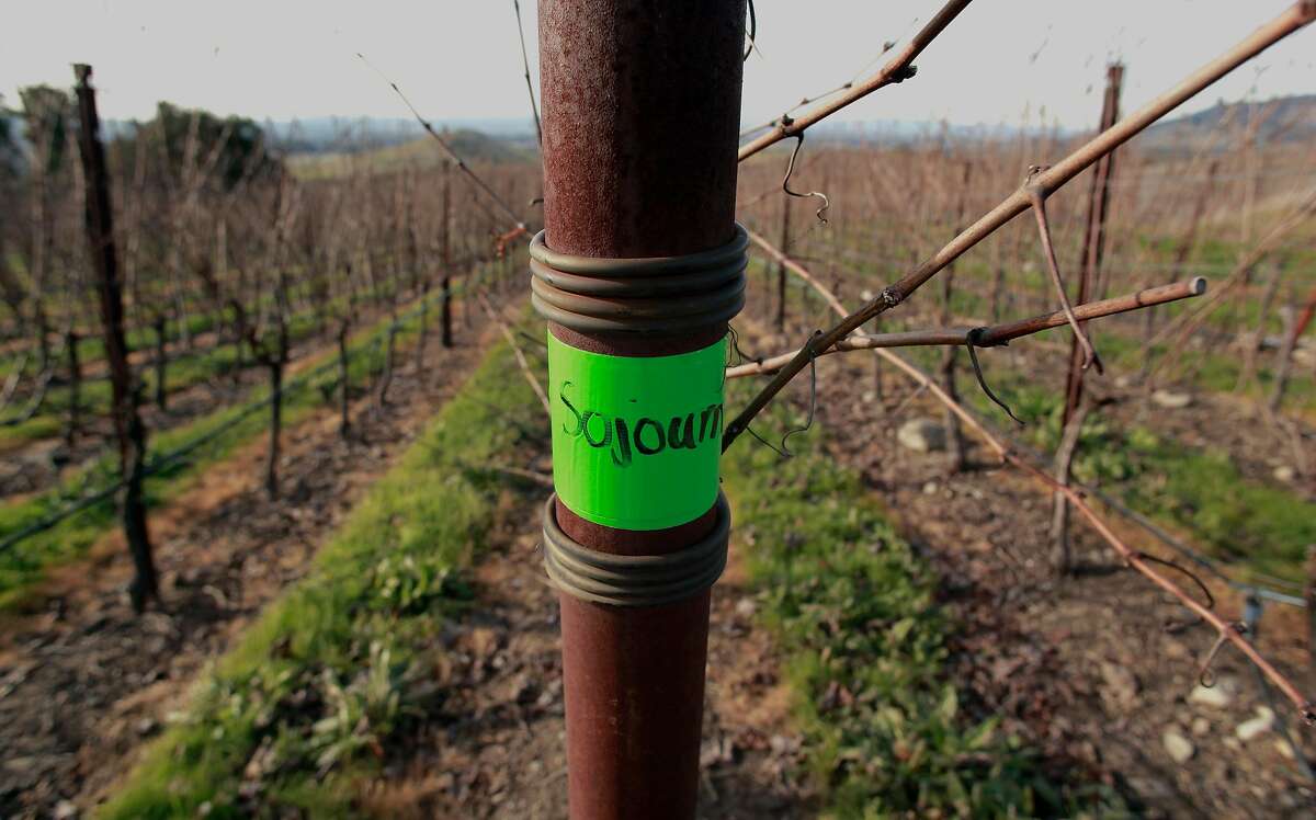 2016年12月27日星期二，旅居酒窖使用的黑皮诺葡萄是在加州彭格罗夫的Gap皇冠葡萄园种植的。