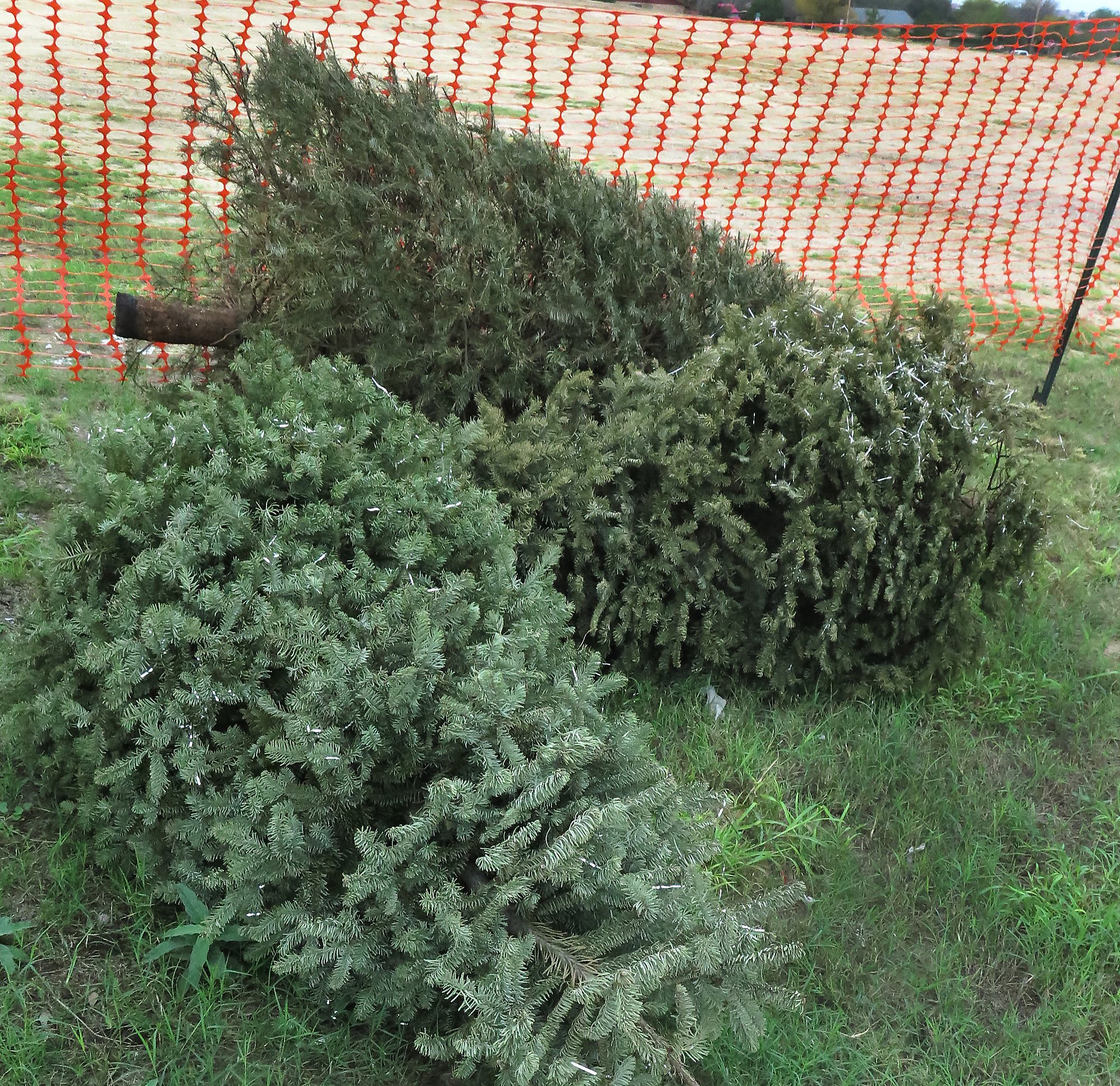Woman returns Christmas tree to Costco 'because it's dead'
