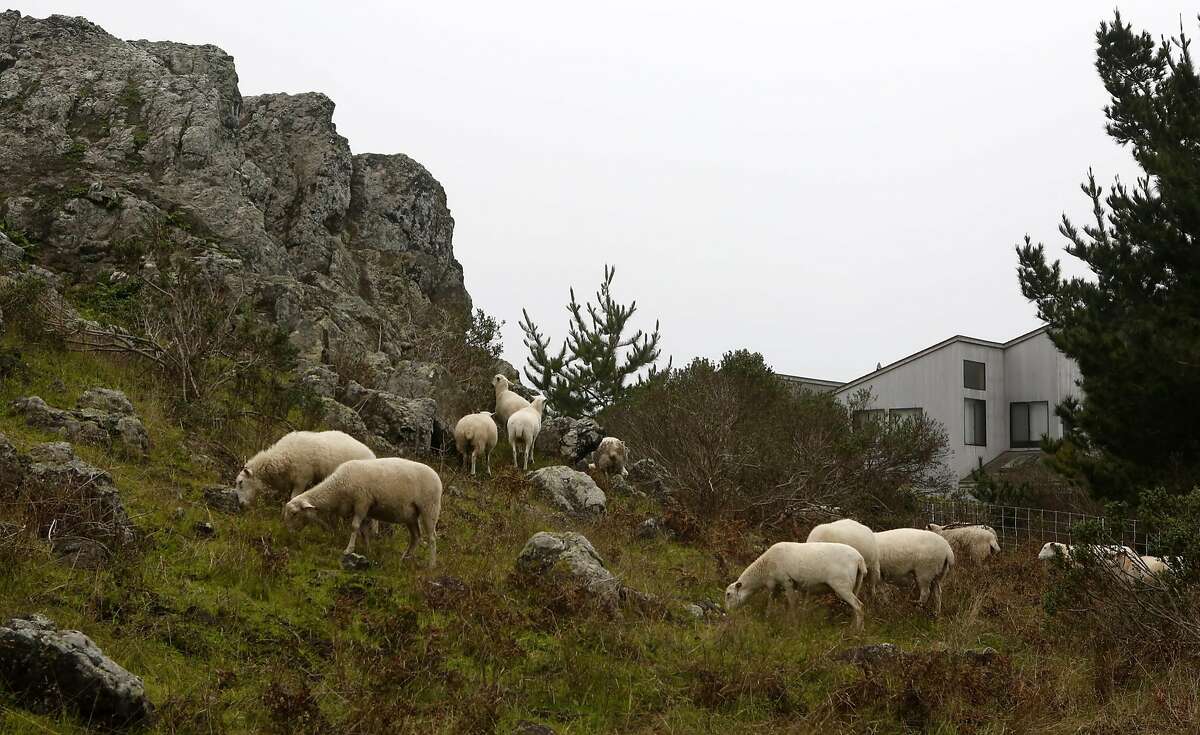 Sheep graze near a home as part of the brush control efforts at The Sea Ranch.