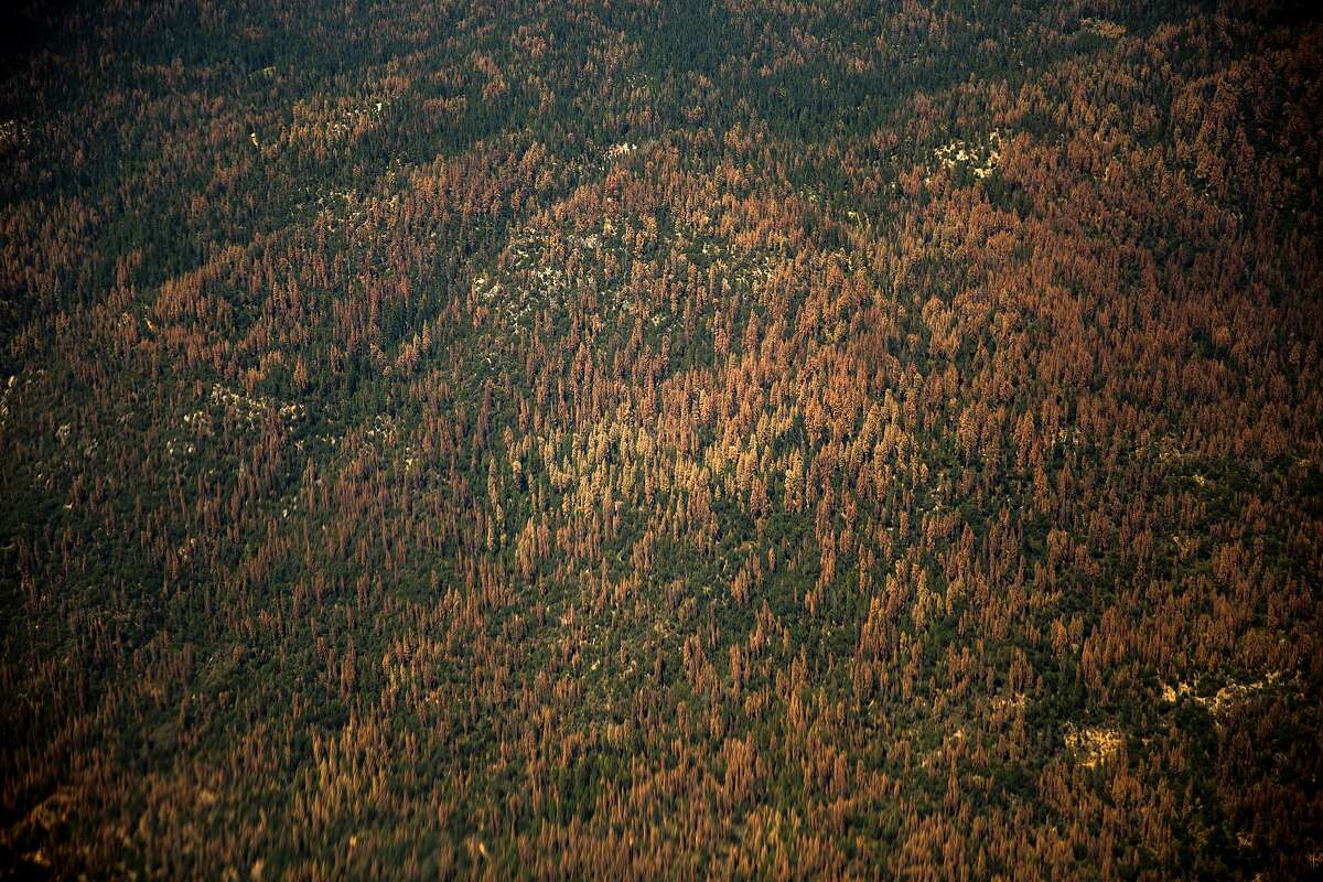 Report California’s tree dieoff reaches 147 million, boosting fire threat