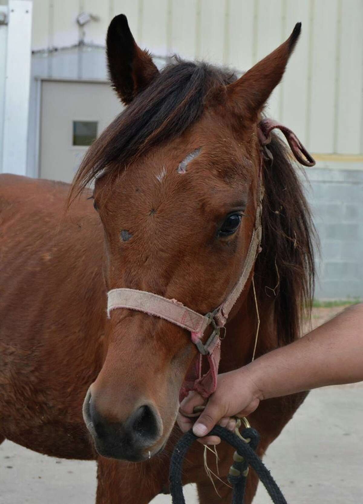 Eight starving horses rescued from ‘deplorable’ Acres Homes property