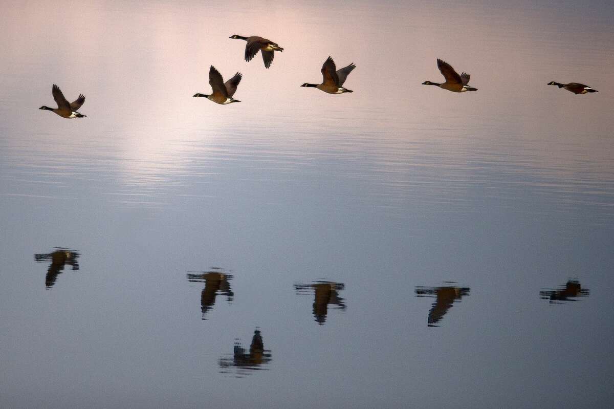 NICK KING | nking@mdn.net A skein of Canadian geese reflect on the surface on a pond as they fly over the water while taking off as the sun sets on Monday at Overlook Park in Midland.