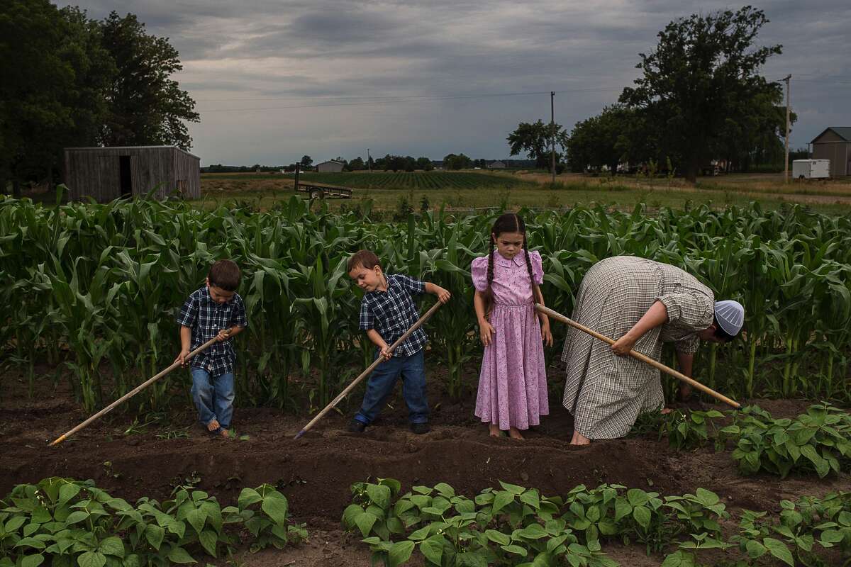 ERIN KIRKLAND | ekirkland@mdn.net From left, Alex, 4, Adrian, 4, Chloe, 7, and Freda work in the garden outside their Coleman home on July 7. The Jarmons grow corn, various berries, watermelon, squash and more.