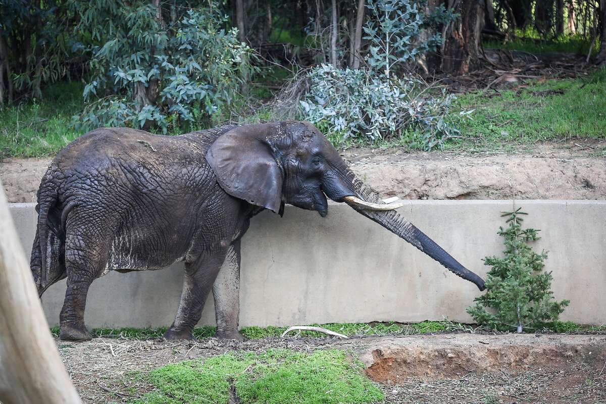 New Oakland Zoo exhibit expands acreage to rival San Diego Zoo, among