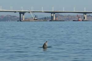 Warmer waters have more bottlenose dolphins turning up in SF Bay